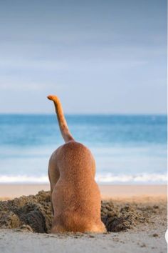 a dog sitting in the sand on the beach looking out at the ocean and its tail sticking out
