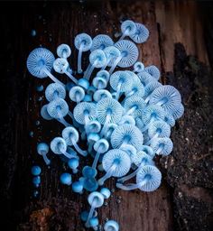 small blue mushrooms growing on the side of a wooden planked floor with dirt around them