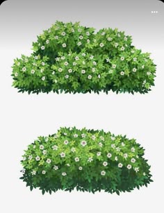 two bushes with white flowers are shown in the top and bottom corner of this image
