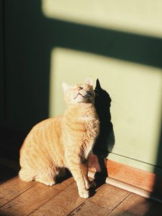 an orange cat sitting on top of a wooden floor next to a green wall and window