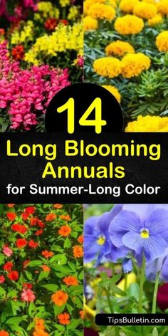 Discover how to fill your yard with flowers that bloom all summer long. Grow low-maintenance annual flowers such as impatiens, geraniums, salvia, snapdragon, and begonia in partial shade or full sun and enjoy continuous blooms. #longbloomingannuals #longblooming #annuals #plants #flowers Colorful Annual Flowers, Annuals That Bloom All Summer, Summer Annual Flowers, Summer Annuals Full Sun, Full Sun Annuals That Bloom All Summer, Annual Flowers That Bloom All Summer, Low Maintenance Annual Flowers, Long Blooming Perennials Sun, Annual Flower Beds Design