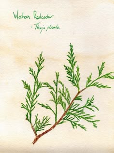 a drawing of a plant with green leaves