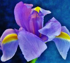 a purple flower with yellow stamens on a blue background