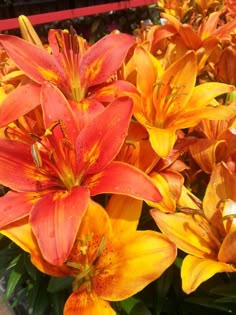 orange and yellow flowers in a garden setting