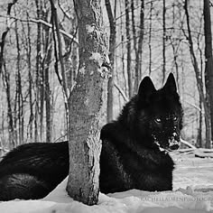 a black dog laying in the snow next to a tree