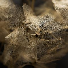 a close up view of some very pretty looking plants in the day time, it looks like they are dying or dying