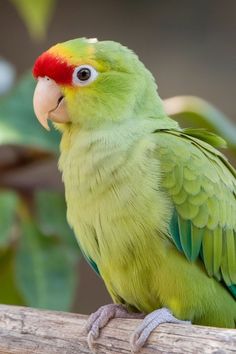 a green parrot sitting on top of a wooden branch next to a leafy tree
