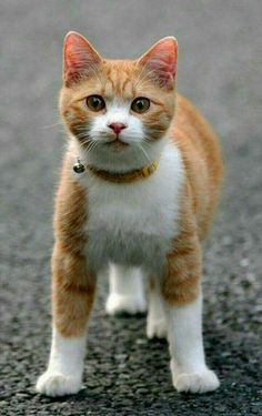 an orange and white cat is standing on the street