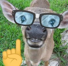 a deer wearing glasses and pointing at the camera