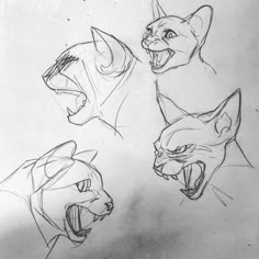 three sketches of cats with their mouths open and one showing its teeth, while the other shows