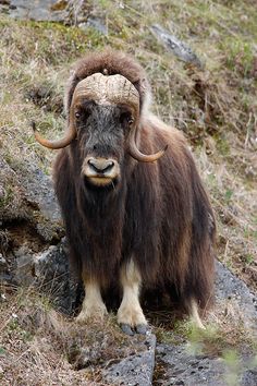 an animal with large horns standing on top of a hill