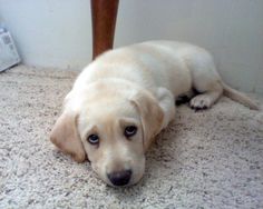 a puppy laying on the floor looking at the camera