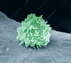 an image of a green substance on the ground