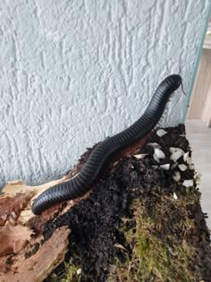 a black caterpillar crawling on the side of a wall next to some dirt