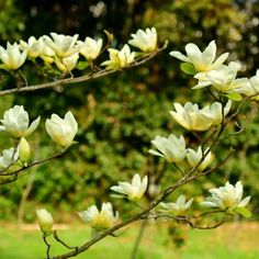 white flowers are blooming on a tree branch in the grass and trees behind them