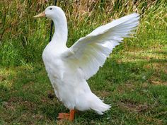 a white duck with its wings spread out