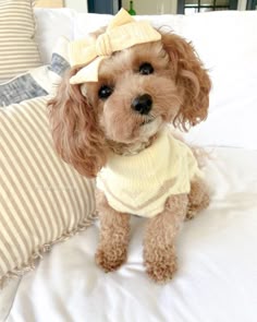 a small dog wearing a sweater and bow tie sitting on top of a bed next to pillows