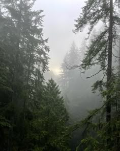 fog in the forest with trees and bushes