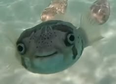 a close up of a fish in the water with its mouth open and it's eyes wide open