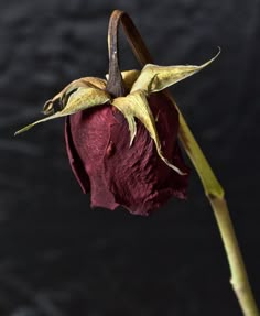 a close up of a flower on a stem with water in the backround