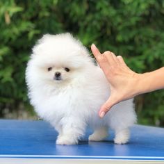 a small white dog standing on top of a blue table next to a person's hand