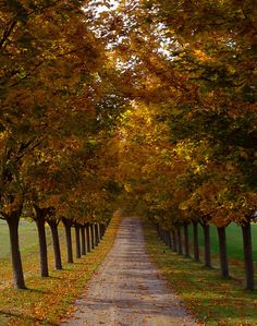 a dirt road lined with trees in the fall