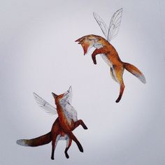 two red foxes flying in the sky with their tails curled up and wings spread out