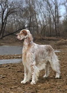 a brown and white dog standing on top of a dirt field next to trees with water in the background