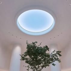 a tree is in the middle of a room with columns and a round ceiling light