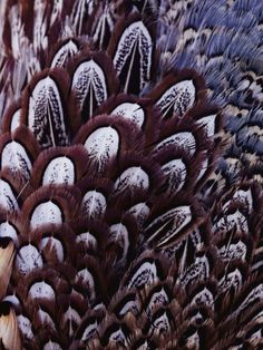 a close up view of a peacock's feathers with white and brown spots on it