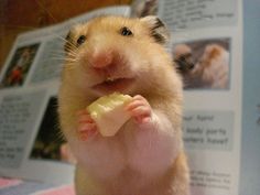 a hamster holding a piece of food in its mouth