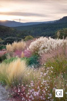 some very pretty flowers and plants in the grass