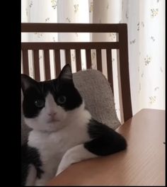 a black and white cat sitting on top of a wooden table