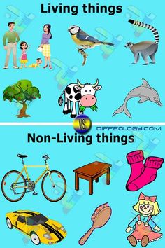 there are many different types of animals and things in the picture, but one is not