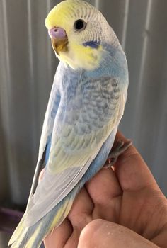 a small blue and yellow parakeet sitting on someone's hand