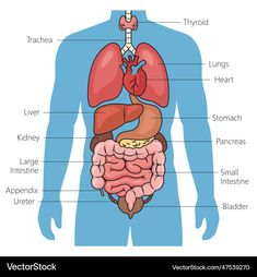 the anatomy of the human body and its major organs, including the livers, lungs,