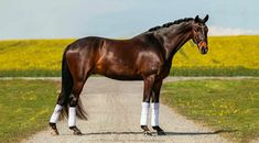a brown horse standing on the side of a dirt road next to a yellow field