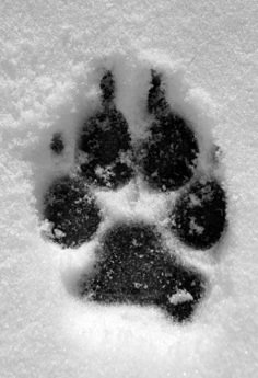 an animal's paw print is shown in the snow, with it's footprints visible