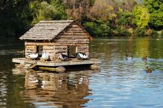 several ducks are swimming in the water next to a log cabin on stilts that is made out of logs