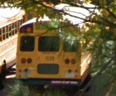 two yellow school buses parked next to each other on the side of a tree lined road