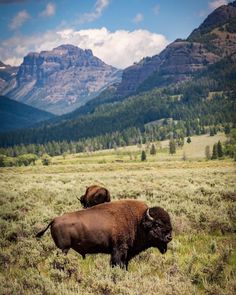 two bison standing in the middle of a grassy field with mountains in the back ground