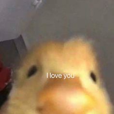 a close up of a chicken's face with the words i love you on it