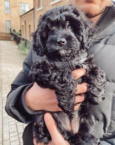 a man holding two small black dogs in his hands on a sidewalk with brick buildings behind him