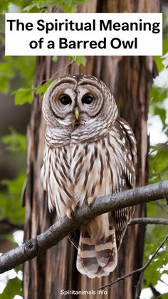 an owl sitting on top of a tree branch with the words, the spiritful meaning of