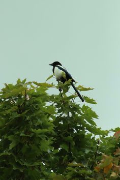 a black and white bird sitting on top of a leafy tree next to green leaves