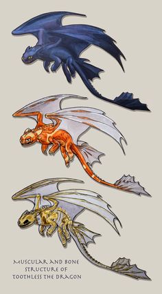 four different types of dragon wings