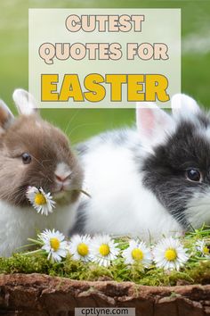 two small rabbits sitting next to each other on top of grass and daisies with the words cutest quotes for easter