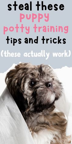 a small dog sitting on top of a bed under a white blanket with the words steal these puppy potty training tips and tricks