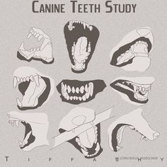 various teeth and mouths are shown in black and white, with the words canine teeth study