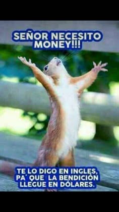 a squirrel standing on its hind legs in front of a sign that says, sebor necesito money